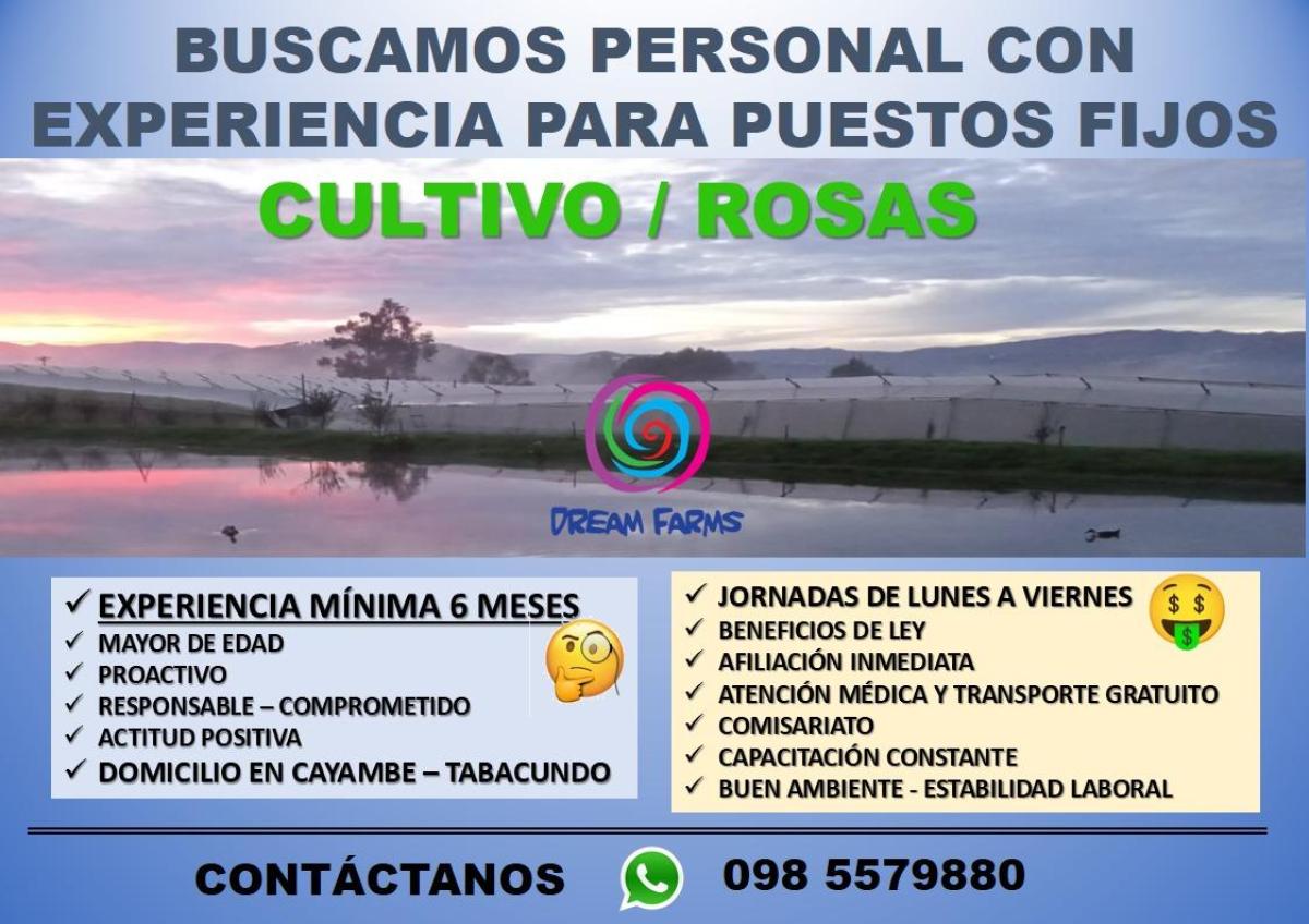Buscamos personal con experiencia para puestos fijos cultivo / rosas en Pichincha