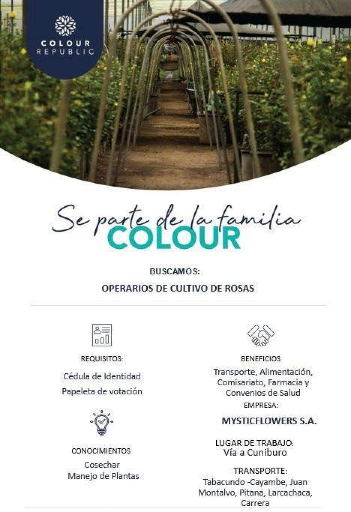 Colour  republic  colour  buscamos:  operarios de cultivo de rosas en Pichincha