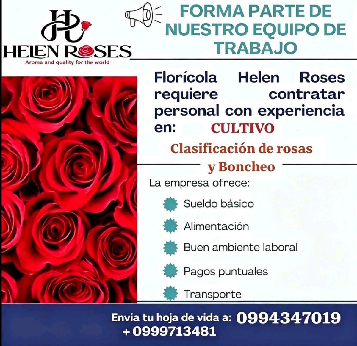 Florícola requiere personal en:  cultivo, clasificación de rosas y boncheo con experiencia. en Pichincha